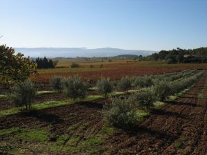 vignes oliviers pays d'Aix